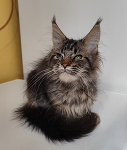 Meinkūns polidakts (5 foto no 9)