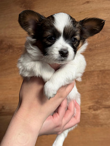 Papillon (3 foto / 9)