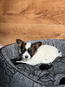 Papillon (5 foto / 9)