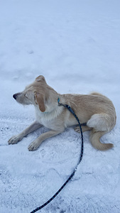 Sekarotuinen (2 valokuva sivusta 6)