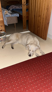 Sekarotuinen (5 valokuva sivusta 6)