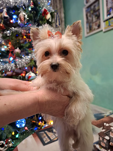 Pārdošanā trīs burvīgas meitenes! (4 foto no 10)