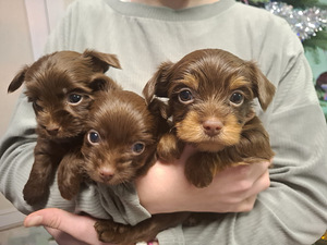 Rezervācijai pieejamas trīs burvīgas meitenes! (3 foto no 5)