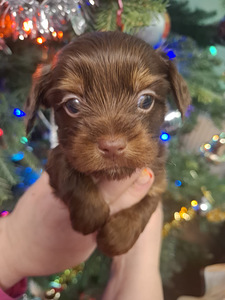 Piedāvā rezervēt burvīgu puisīti! (3 foto no 5)