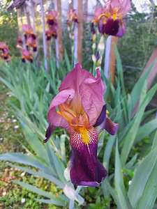 Iiris (2 foto / 2)