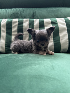 Chihuahua poiss chihuahua (5 foto / 8)