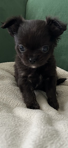 Чихуахуа девочка chihuahua (1 фото из 8)