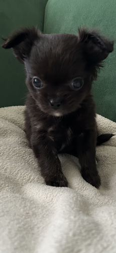 Chihuahua tüdruk chihuahua