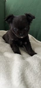 Чихуахуа девочка chihuahua (2 фото из 8)