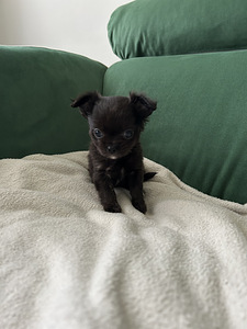 Чихуахуа девочка chihuahua (6 фото из 8)