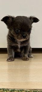 Чихуахуа мальчик chihuahua (4 фото из 10)