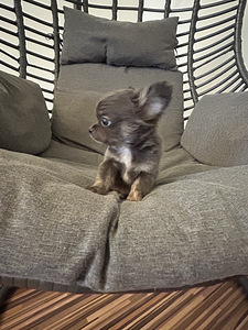 Щенки Чихуахуа мальчик chihuahua (4 фото из 10)