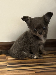 Щенки Чихуахуа мальчик chihuahua (9 фото из 10)