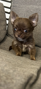 Щенки Чихуахуа мальчик chihuahua (4 фото из 10)
