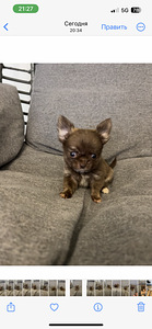 Щенки Чихуахуа мальчик chihuahua (5 фото из 10)