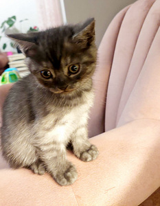 Kissat etsivät uutta kotia (1 valokuva sivusta 3)