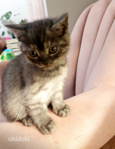 Kissat etsivät uutta kotia