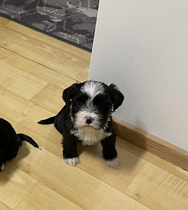 Etsii kotiaan (1 valokuva sivusta 1)