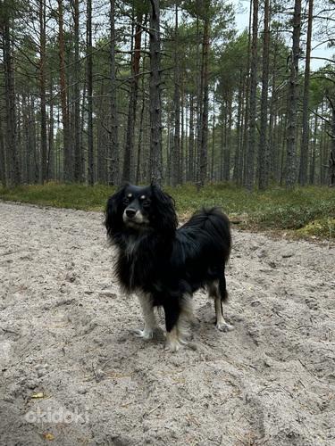 8kg segavereline koerapreili otsib peigmeest.
