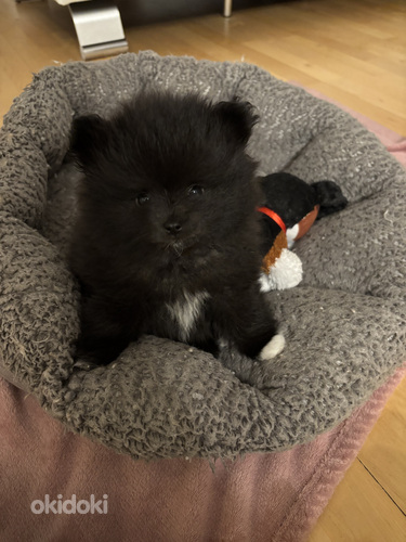 Myydään pomeranian pentu