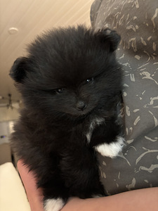 Myydään pomeranian pentu (2 valokuva sivusta 2)