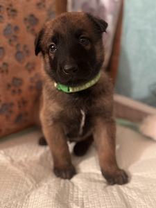 Beļģu aitu suns Malinua (1 foto no 5)