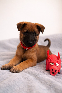 Beļģu aitu suns Malinua (1 foto no 5)