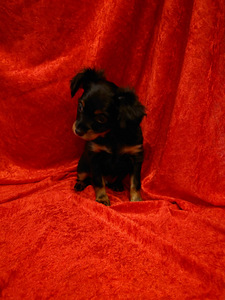 Krievu toja kucēns (2 foto no 2)