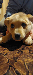 Čipots, vakcinēts, draudzīgs meklē saimniekus. Atrodas Jelg (1 foto no 2)