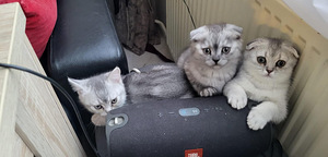 Kissanpennut (2 valokuva sivusta 2)