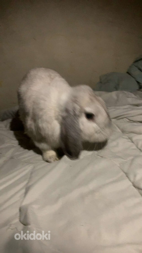 Küülik