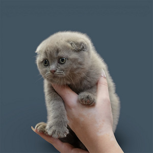 Skottish Pentu (3 valokuva sivusta 3)