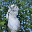 Невский-маскарадный кот ищет себе невесту (фото #4)