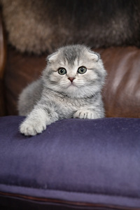 Scottish kittens (2 foto / 4)