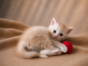 Scottish kittens (4 foto / 9)