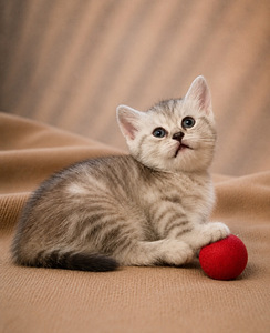 Scottish kittens (8 foto / 9)