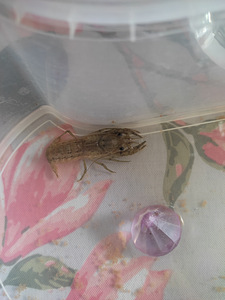 Vēži / Crawfishes (1 foto no 6)