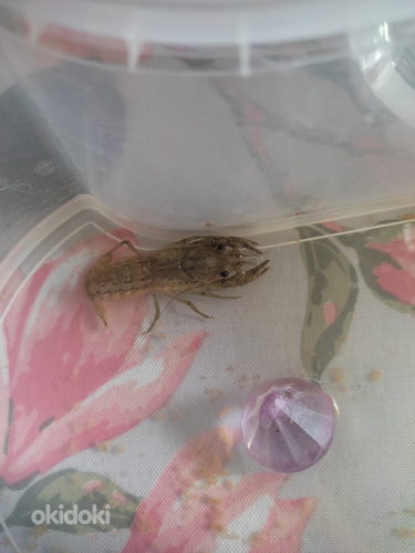 Vēži / Crawfishes