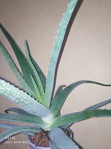 Alveja / Aloe vera (1 foto no 4)