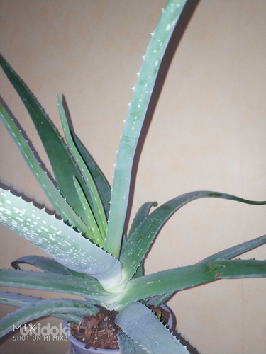 Alveja / Aloe vera
