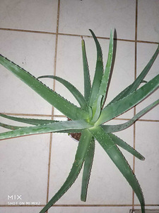 Alveja / Aloe vera (4 foto no 4)