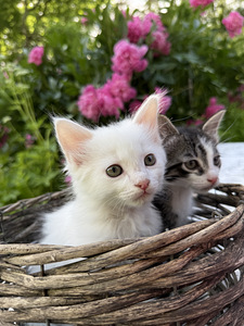 Котята (8 фото из 9)
