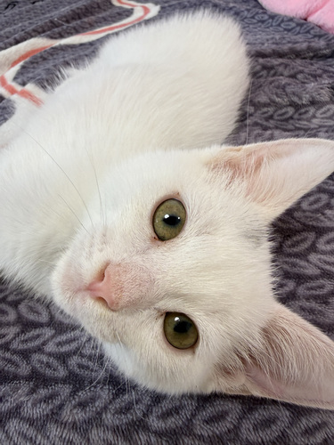 Котенок