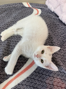 Котенок (3 фото из 5)