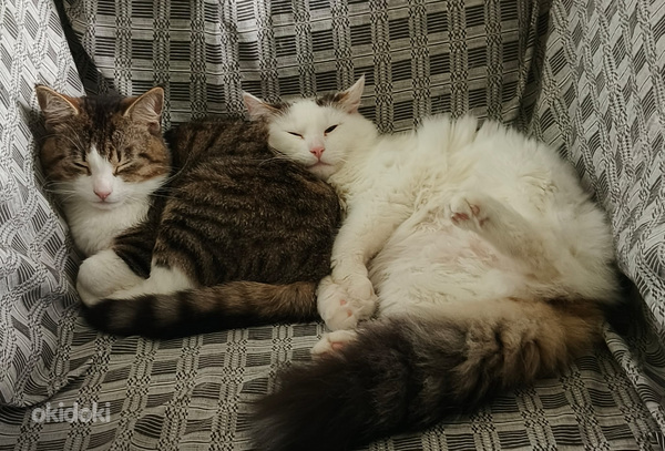 Myydään kissaveljekset