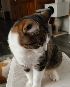 Myydään kissaveljekset (4 valokuva sivusta 4)