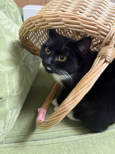 Kotikissa Taska (1 valokuva sivusta 3)