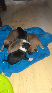 Pārdod stafordšīras terjera kucēnus (1 foto no 3)