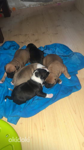 Pārdod stafordšīras terjera kucēnus