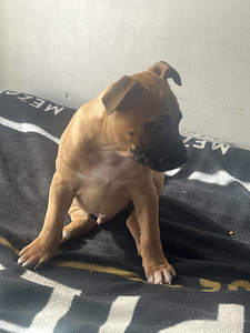 Продаются щенки стаффордширского терьера (4 фото из 9)